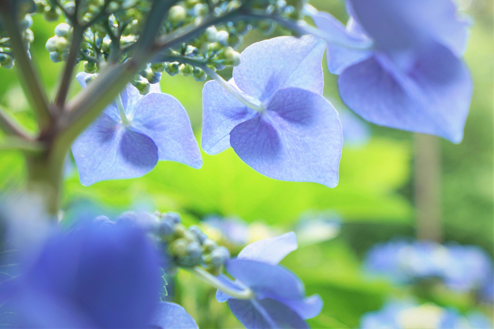 裏見の紫陽花