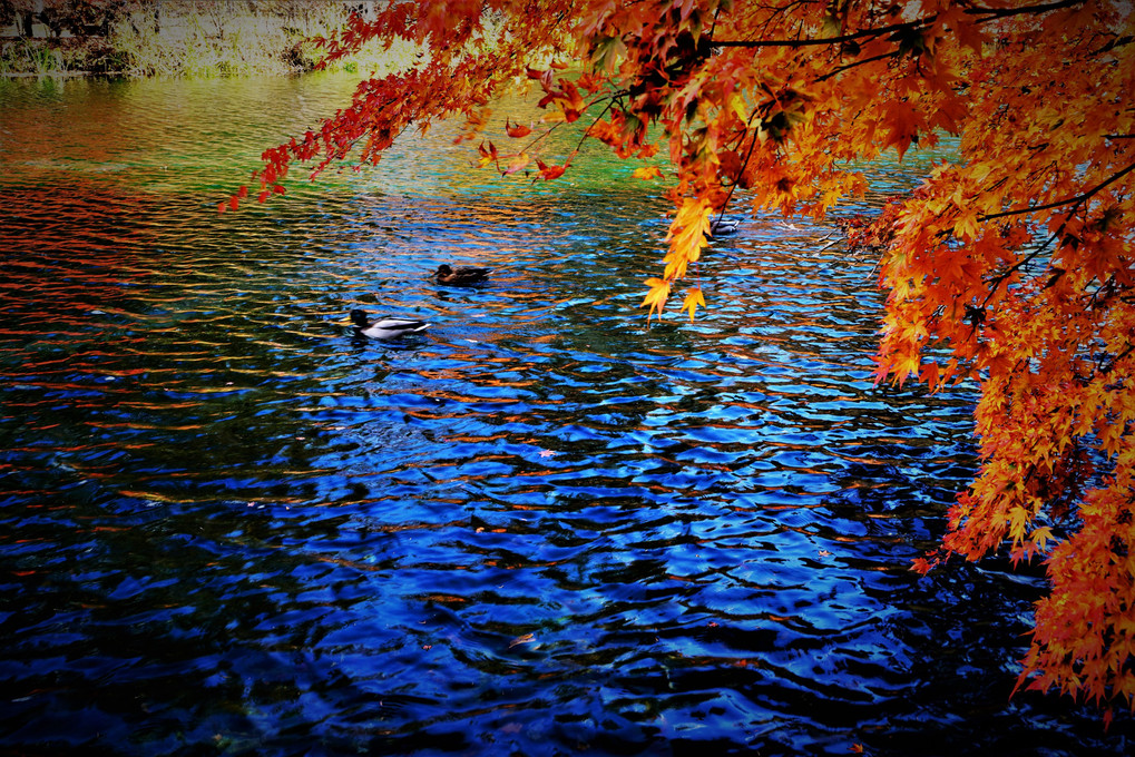 秋の水面