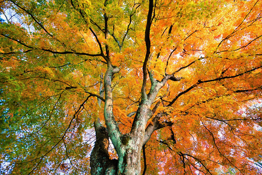 大樹の秋