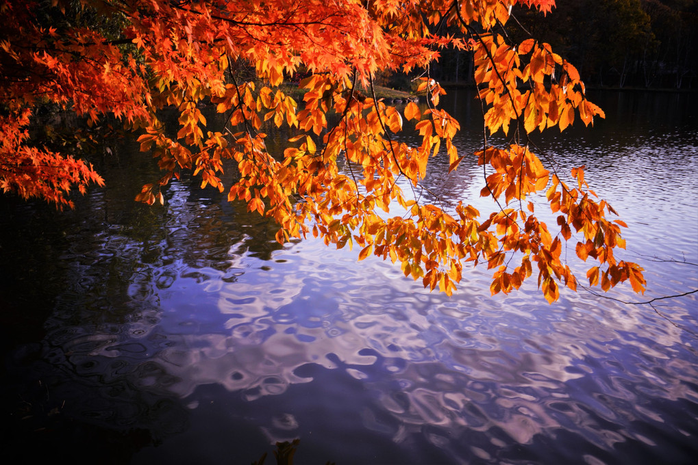 湖水、秋の詩