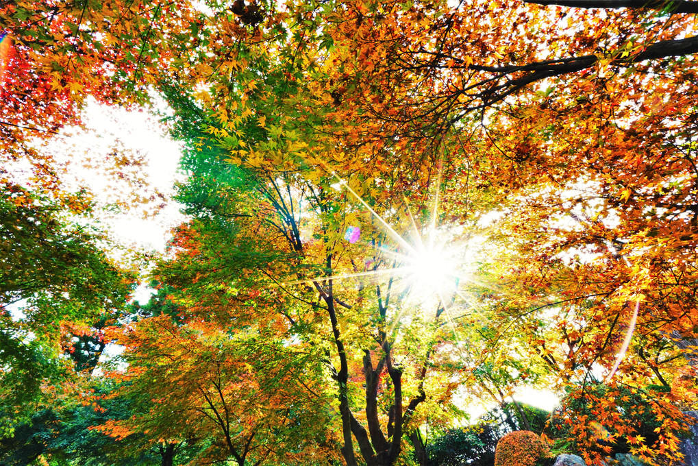 秋の輝き