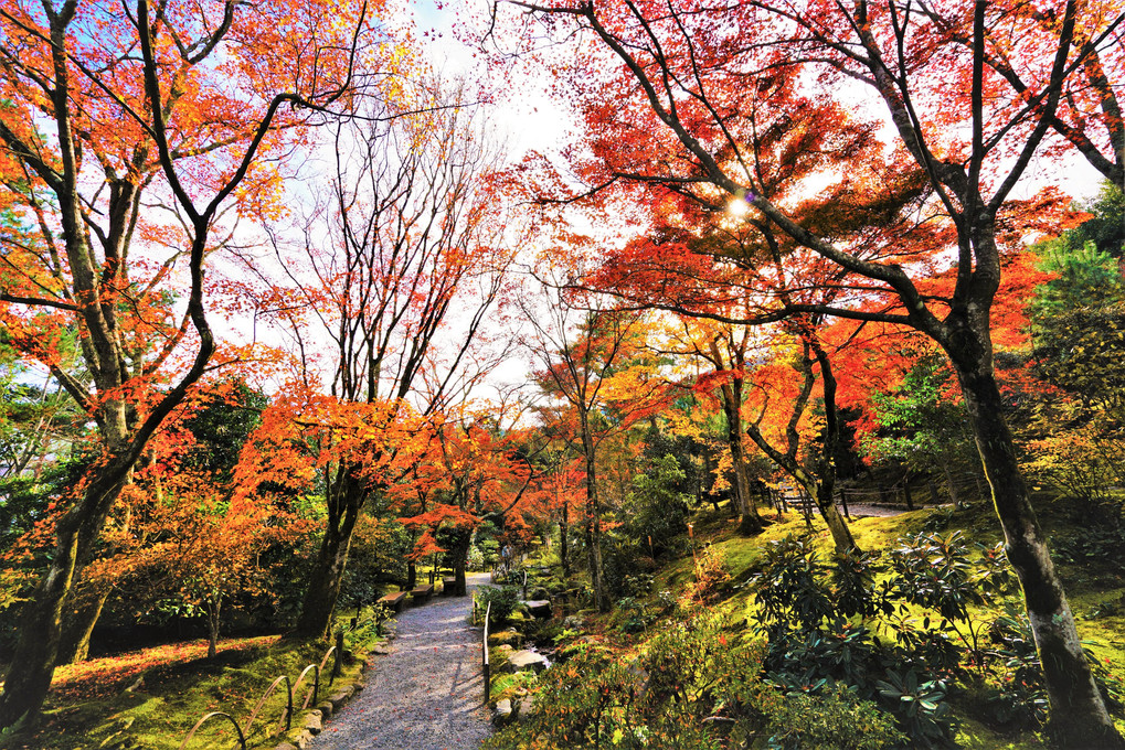 秋の庭園美、天龍寺