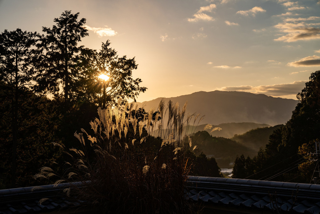岡寺のすすきに夕陽がさして。