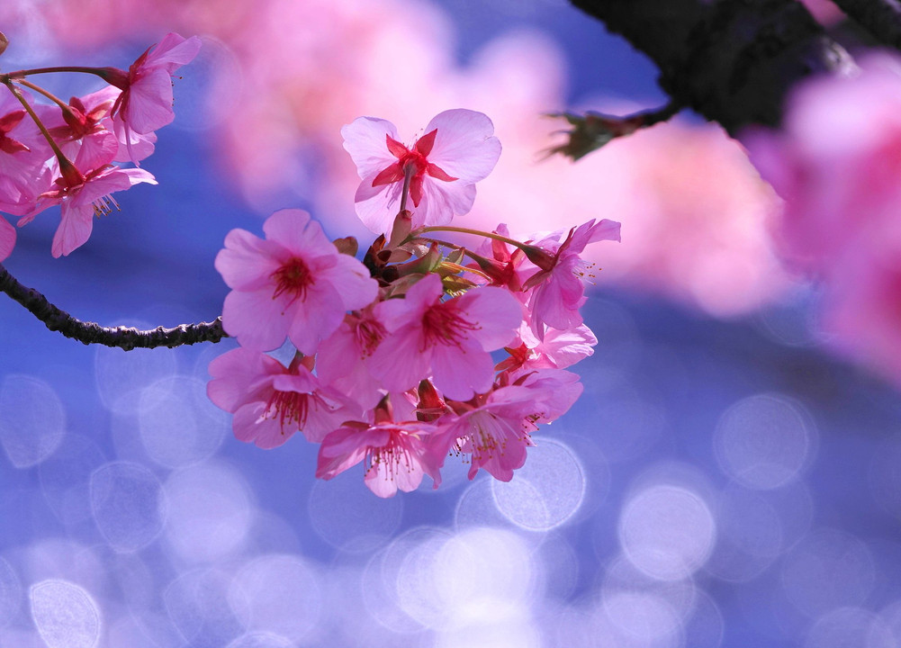 桜の彩り(2020.2.19)