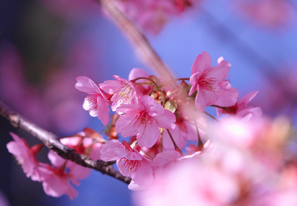 桜の彩り(2020.2.19)