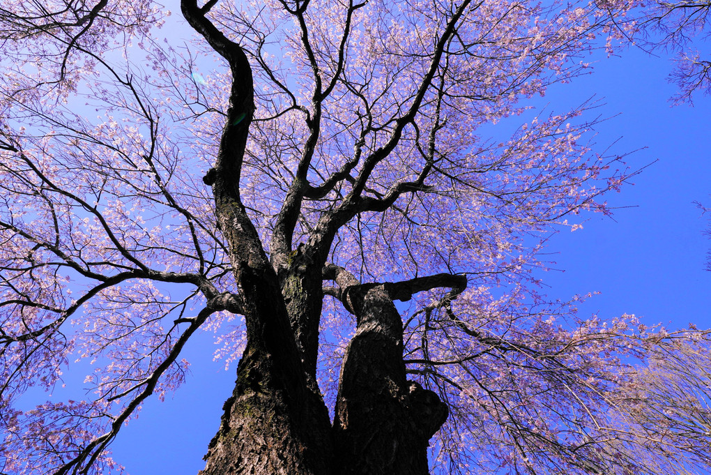 枝垂れ桜(2024.3.29)