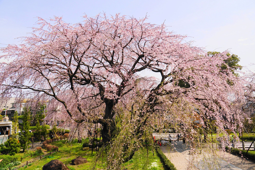 枝垂桜(2024.4.2)