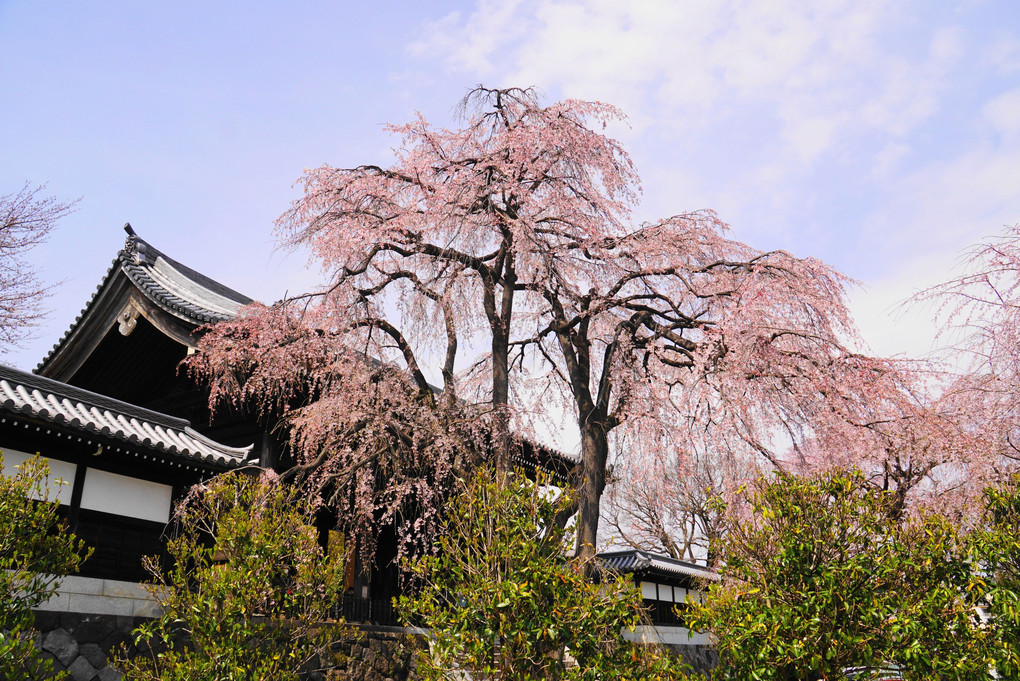 枝垂桜(2024.4.2)
