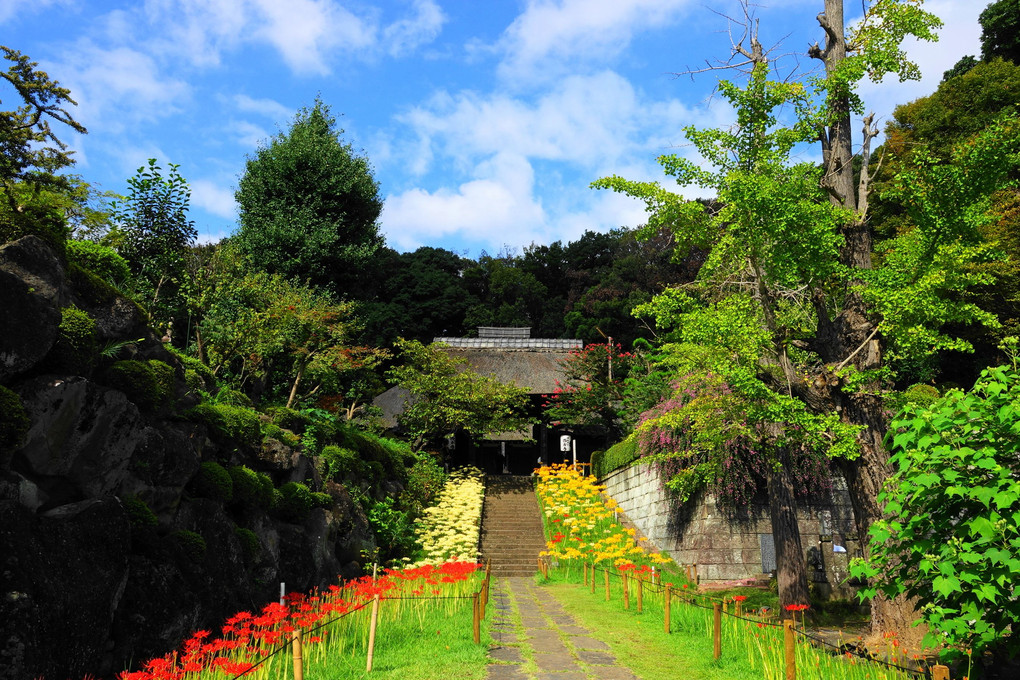 彼岸花＠西方寺(2021.9.16)