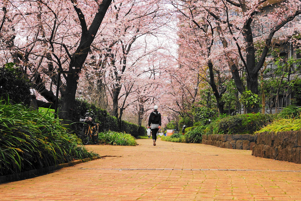 多摩川の桜(令和４年・春)