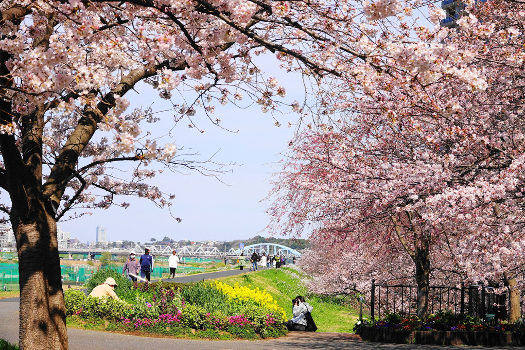多摩川の桜(令和４年・春)
