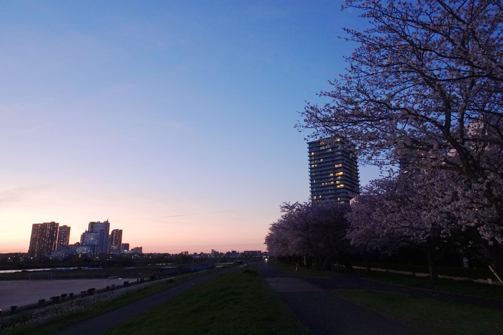 夕景の桜散策(2022.4.1)