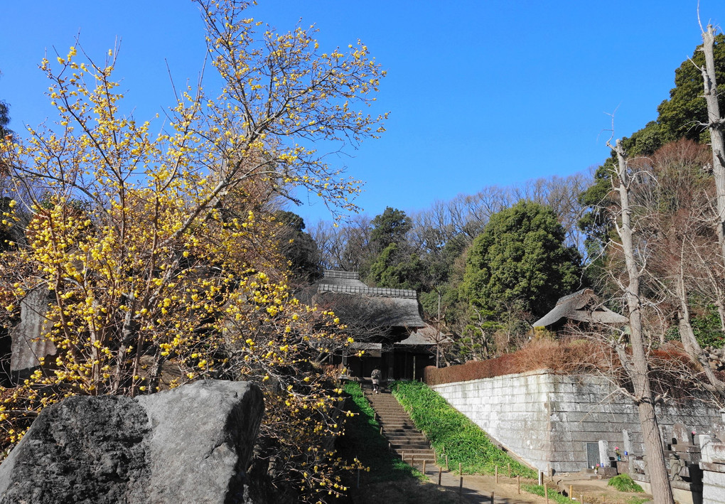 蝋梅咲くお寺で(2023.1.26)