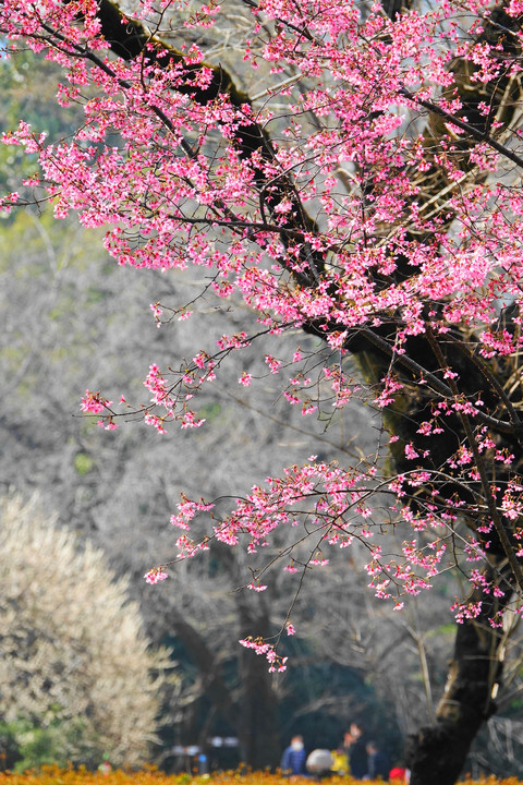 オカメ桜(2023.3.7)  #壁紙2023#