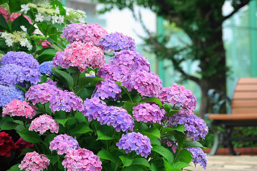近隣の紫陽花(令和5年・6月)