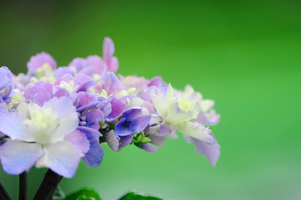 近隣の紫陽花(令和5年・6月)
