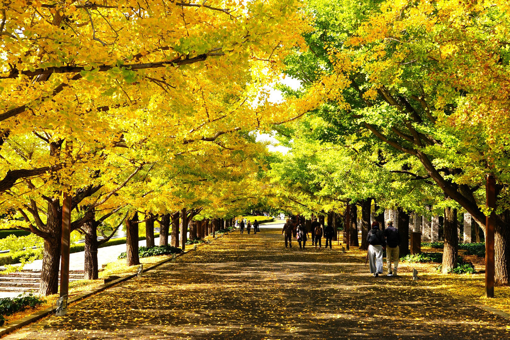 秋めいて＠昭和記念公園(2023.11.9)
