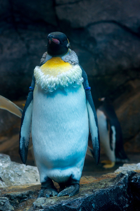 ペンギンの仁王立ち。