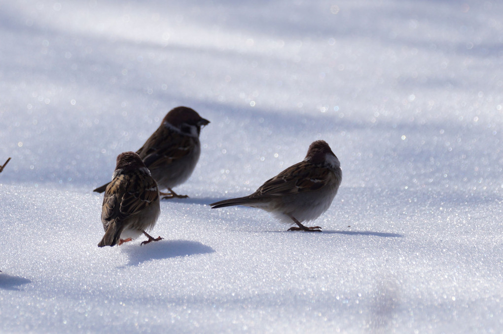 雪の鳥たち