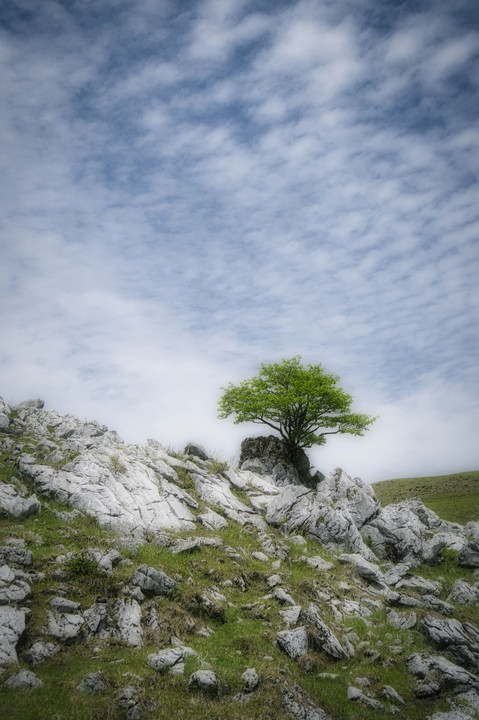 岩の上に生える木