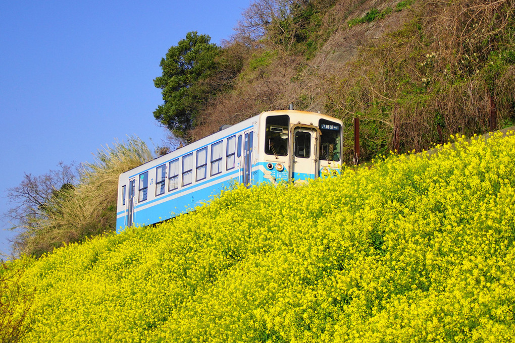 青と黄