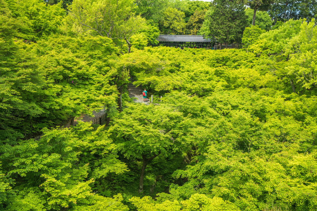 初夏の東福寺