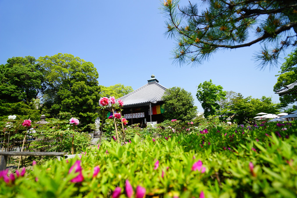 牡丹の寺