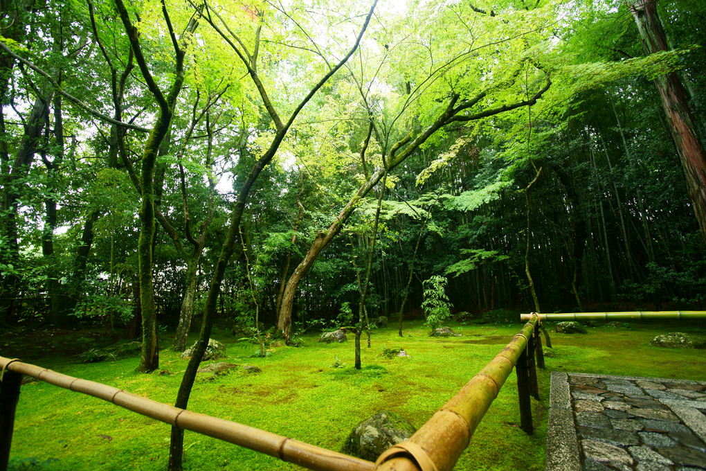 京都　紫野　高桐院