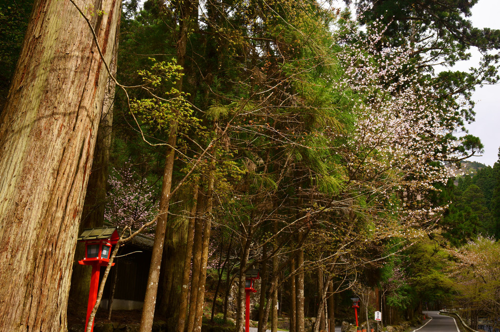 貴船神社　桜