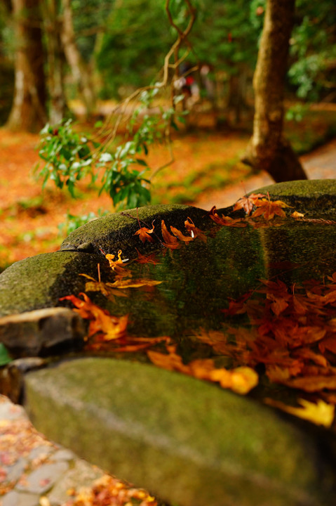 法然院　紅葉