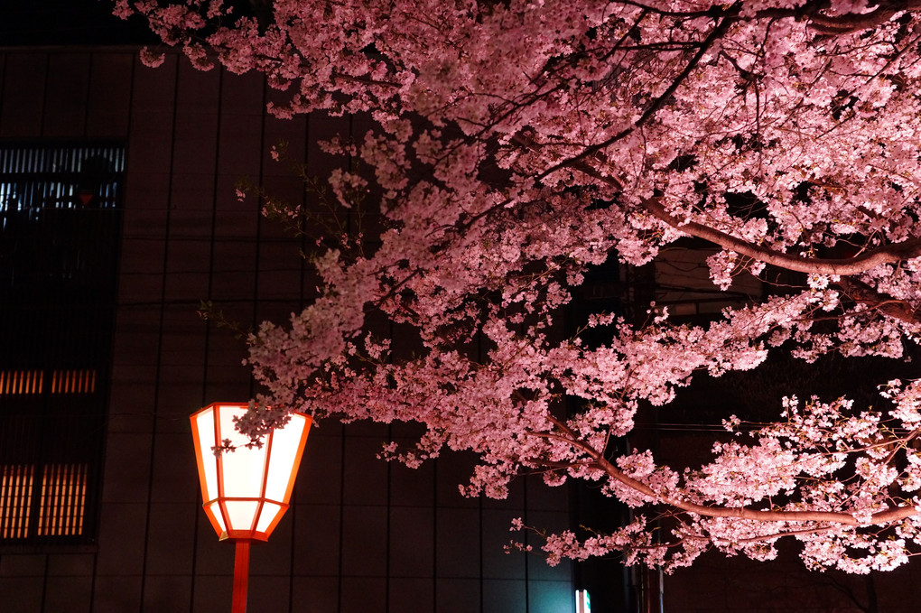 京都　木屋町　桜