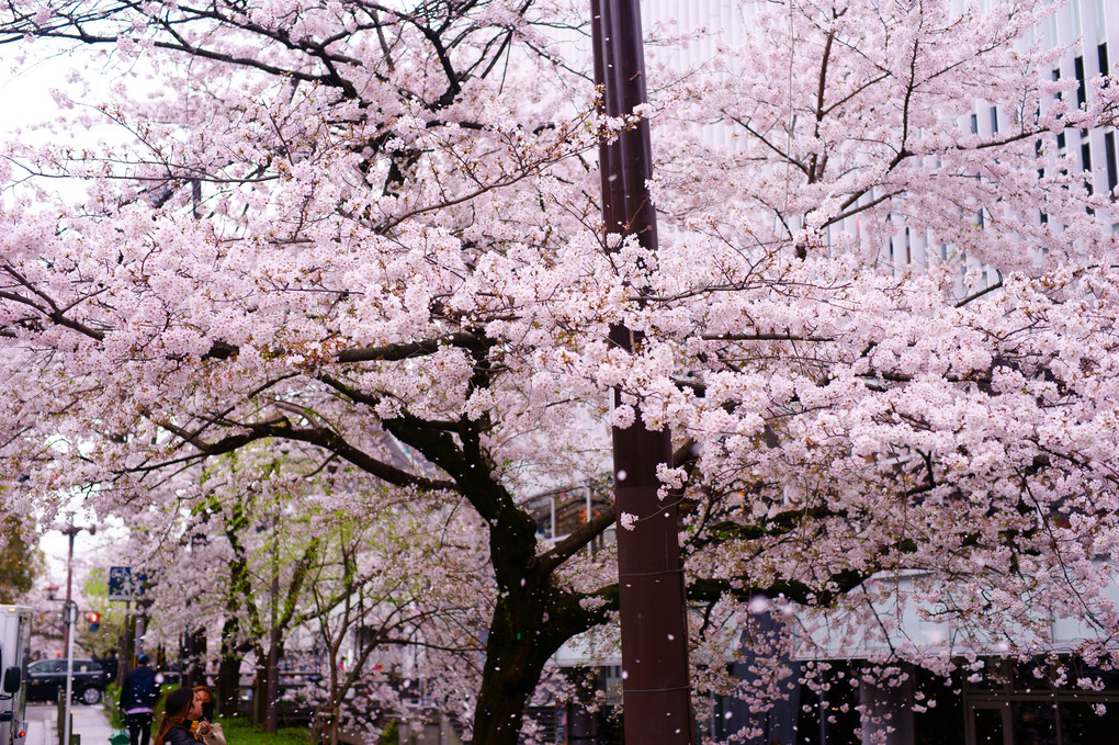 京都　木屋町　桜