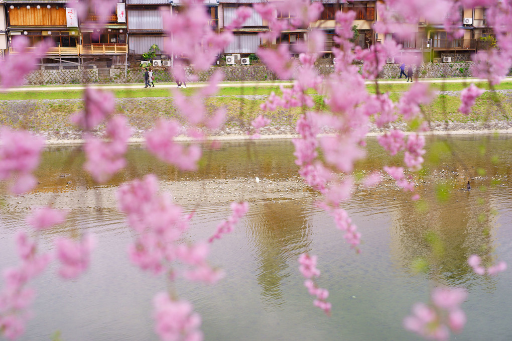 京都　鴨川　桜