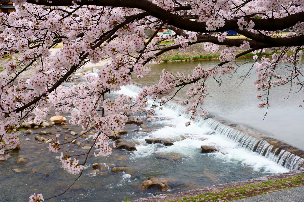 京都　鴨川　桜