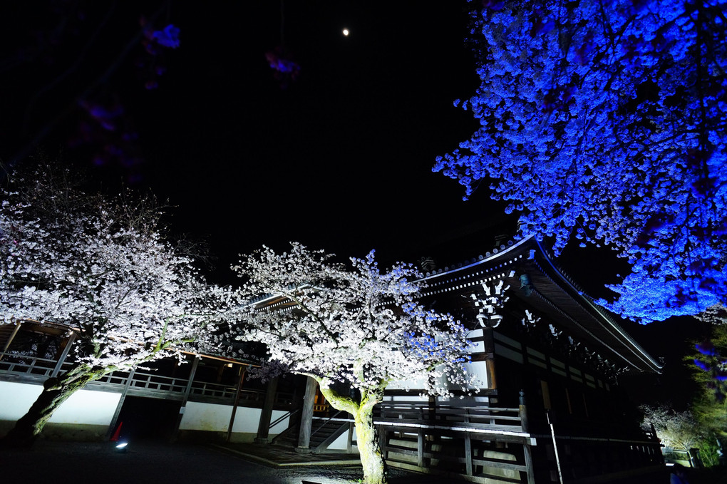 京都妙顕寺　ライトアップ