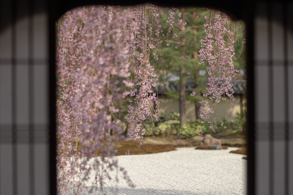 高台寺 枝垂れ桜