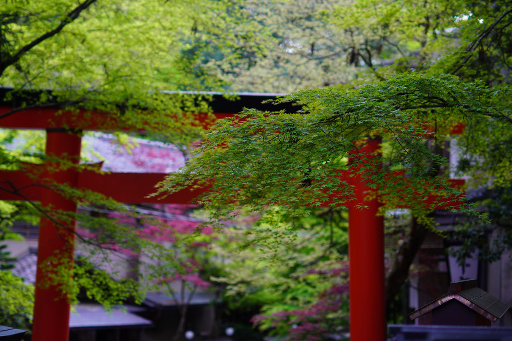 京都　貴船神社　新緑