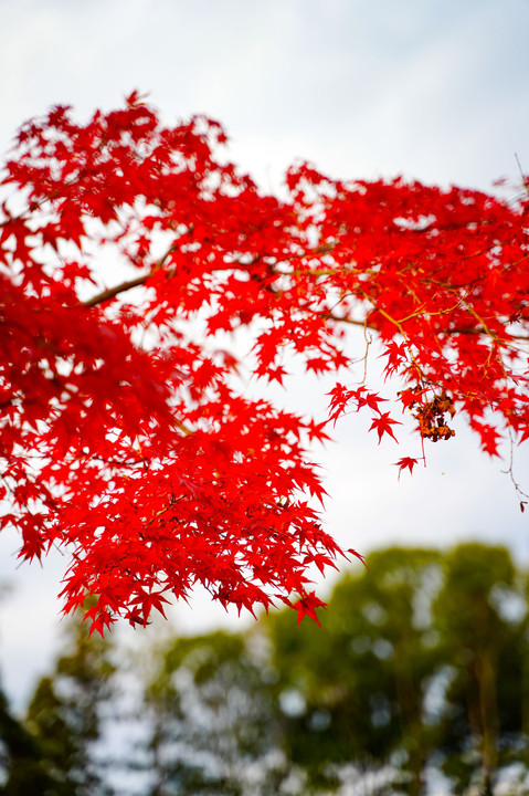 京都　醍醐寺　紅葉