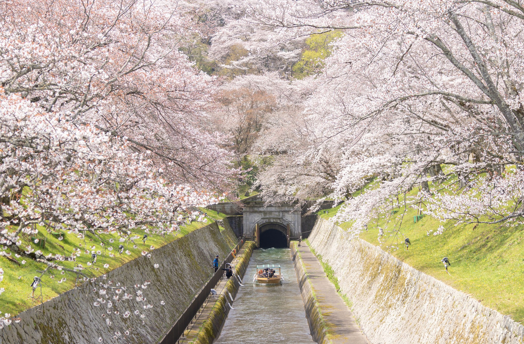 琵琶湖疎水の桜