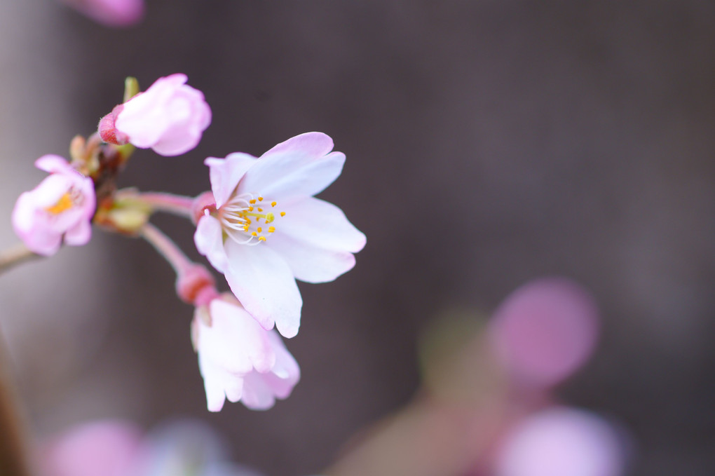 お散歩写真　桜