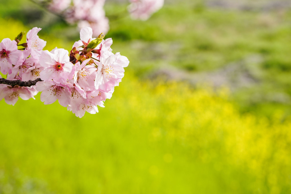 京都桂川　桜