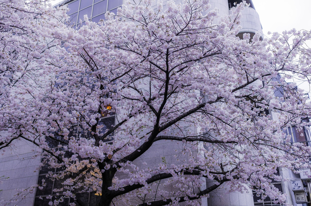 祇園桜