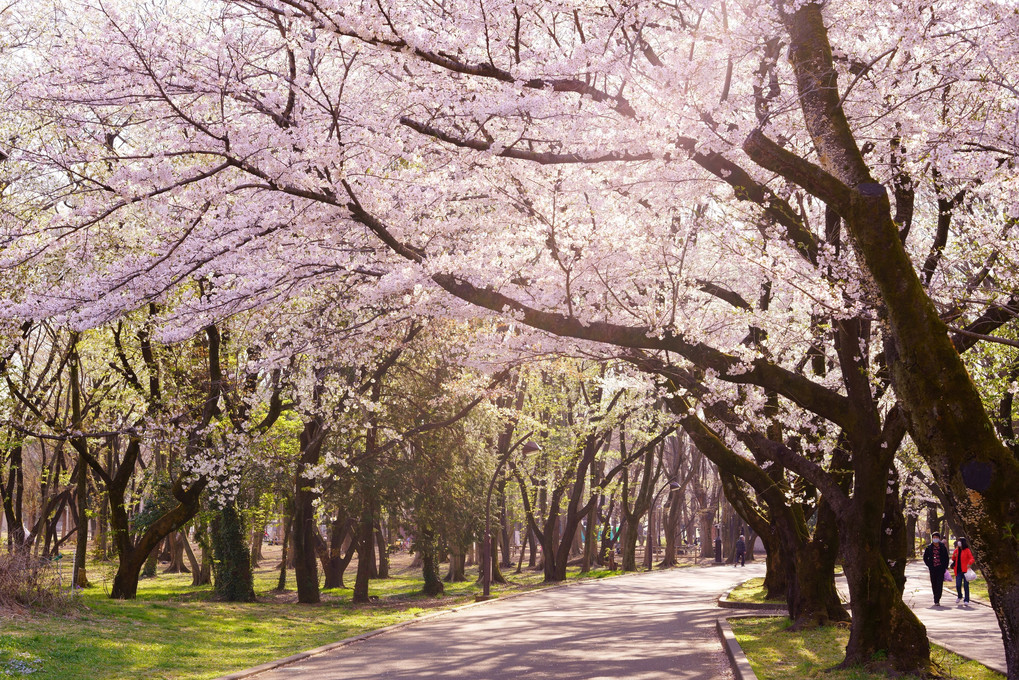 桜咲く道