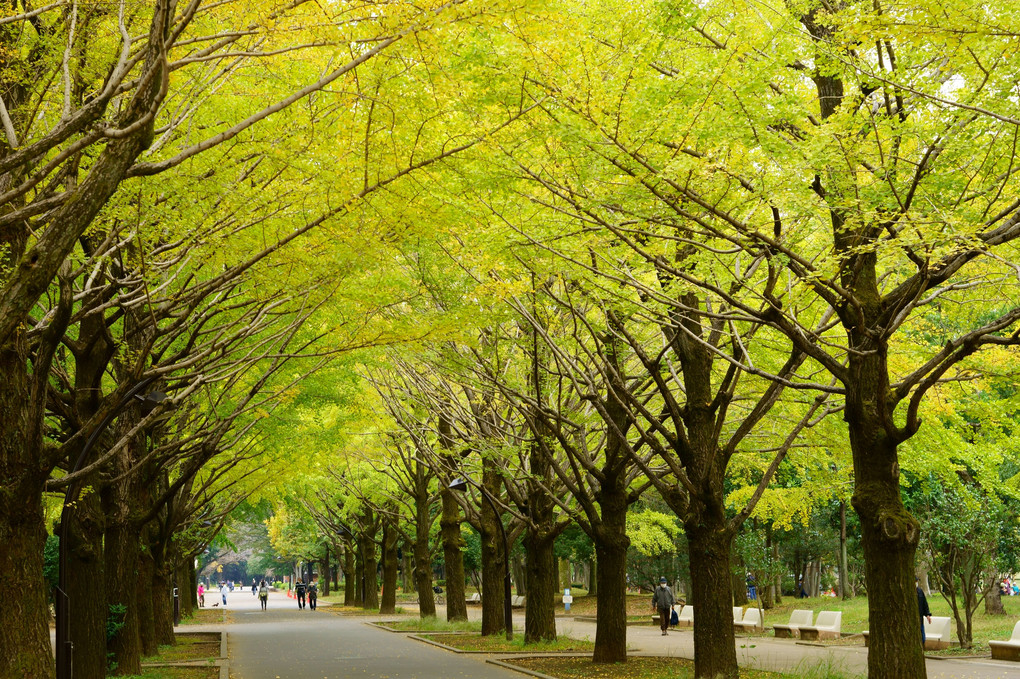 秋の公園