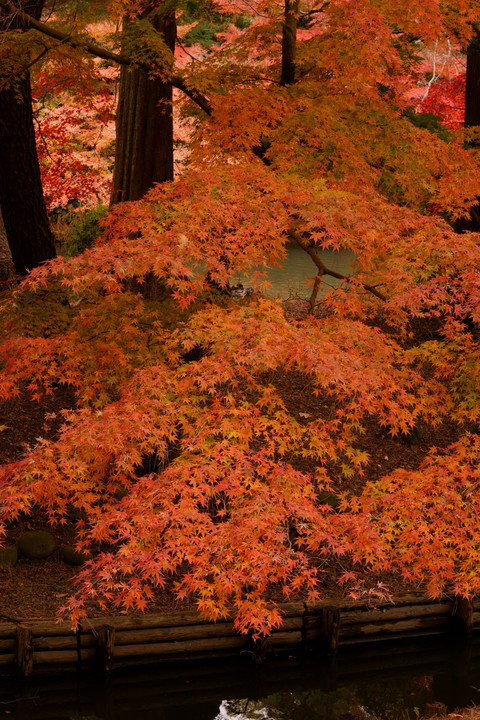 美しき哉、晩秋の紅葉