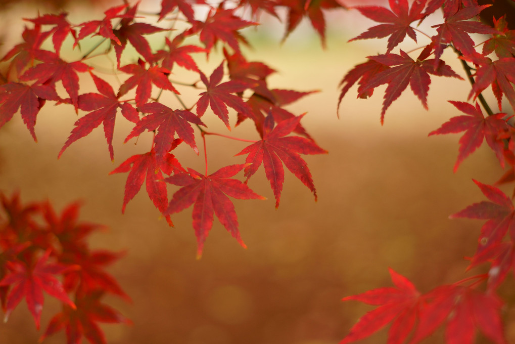 美しき哉、晩秋の紅葉