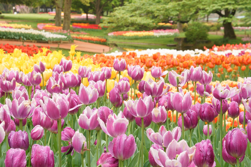 春の祭典 ～昭和記念公園のチューリップとネモフィラ～