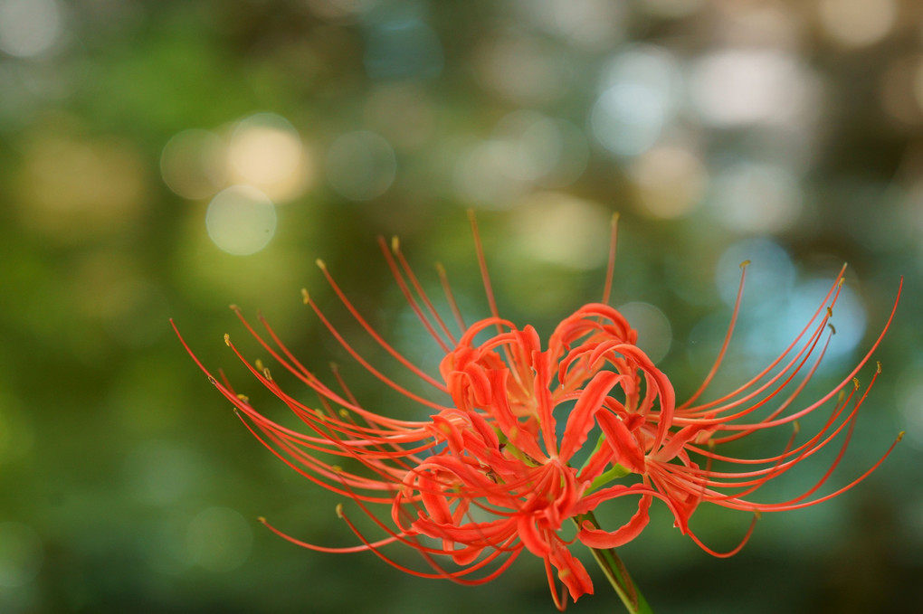 小石川植物園の彼岸花