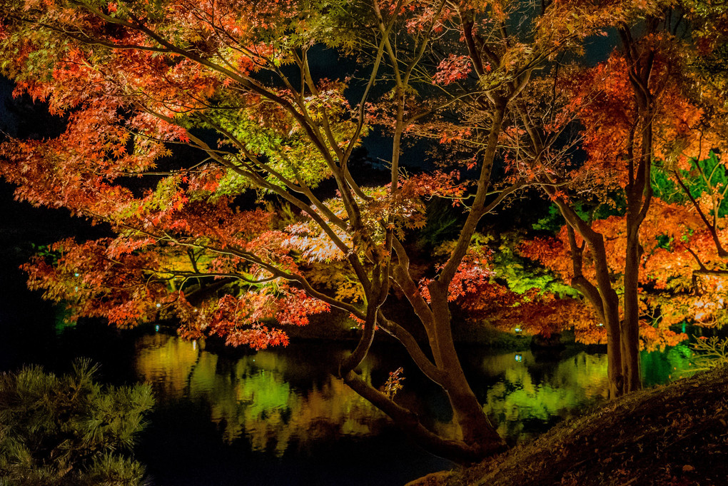 栗林公園～秋のライトアップ2016～