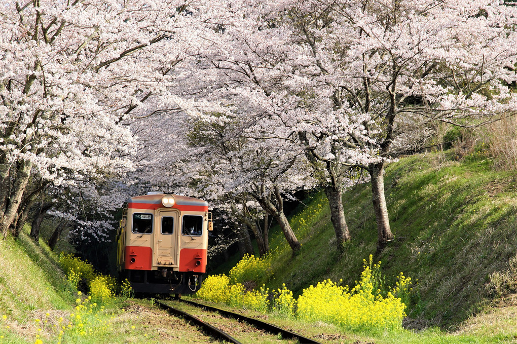 桜満開列車